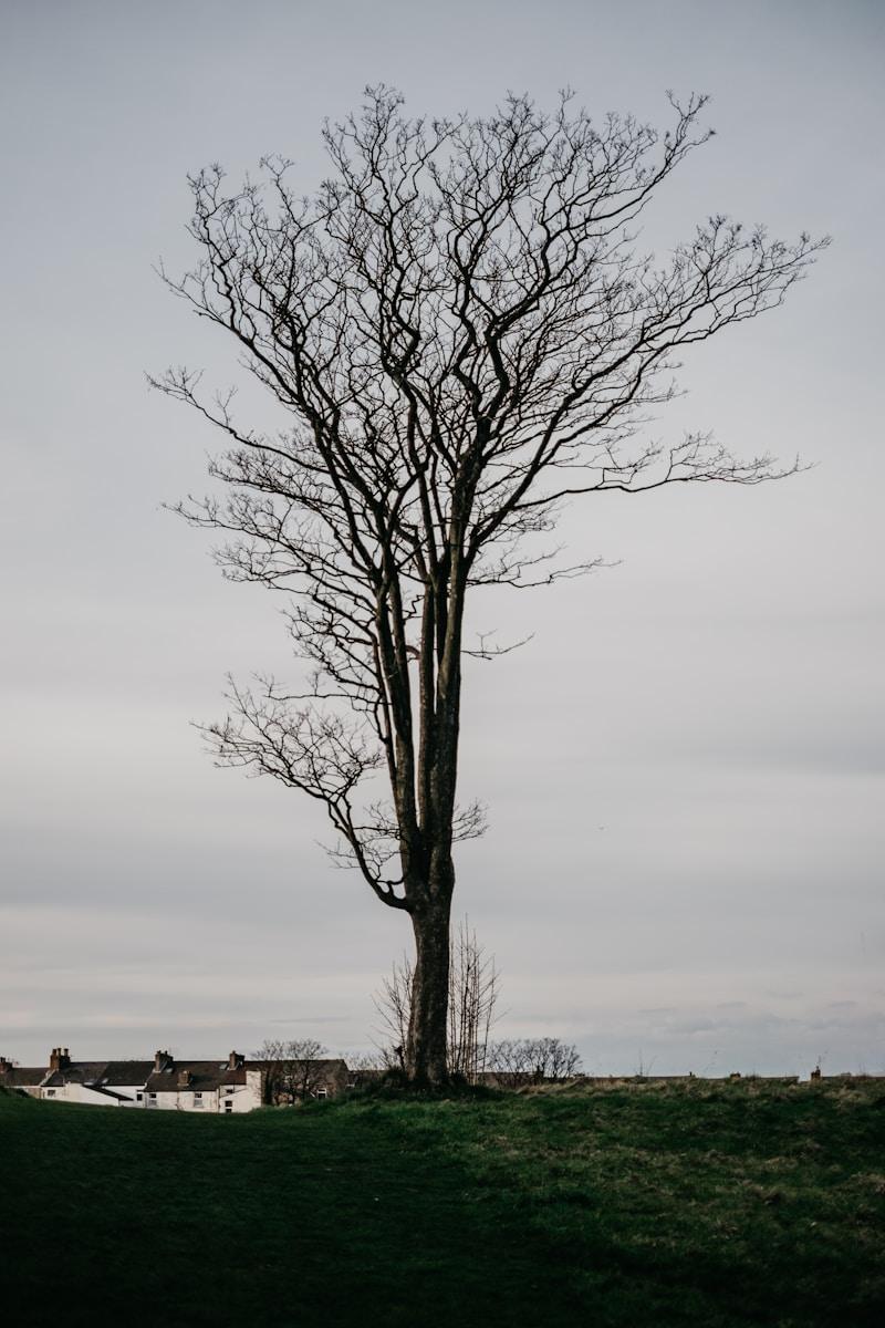 Bristol Tree Management Guide: Protecting Victorian Properties from Root Subsidence