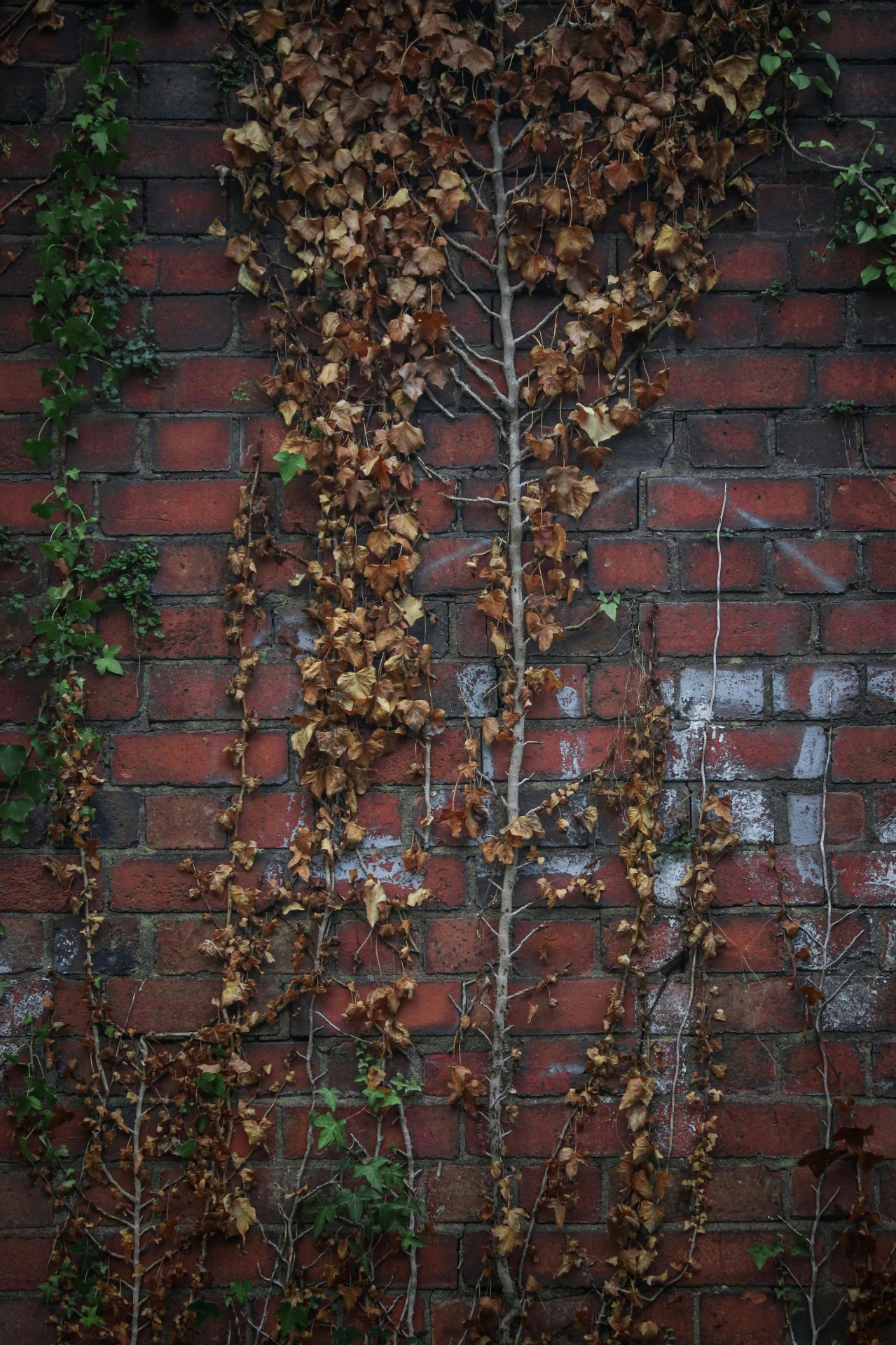 Foundation damage in Clevedon